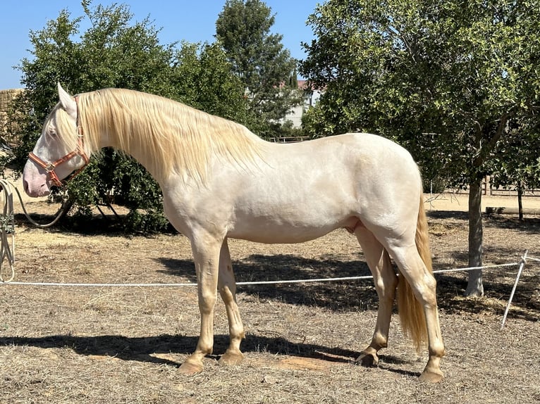 PRE Ogier 4 lat 164 cm Perlino in Trigueros