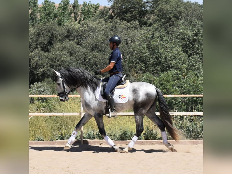 PRE Ogier 4 lat 164 cm Siwa jabłkowita in Sevilla