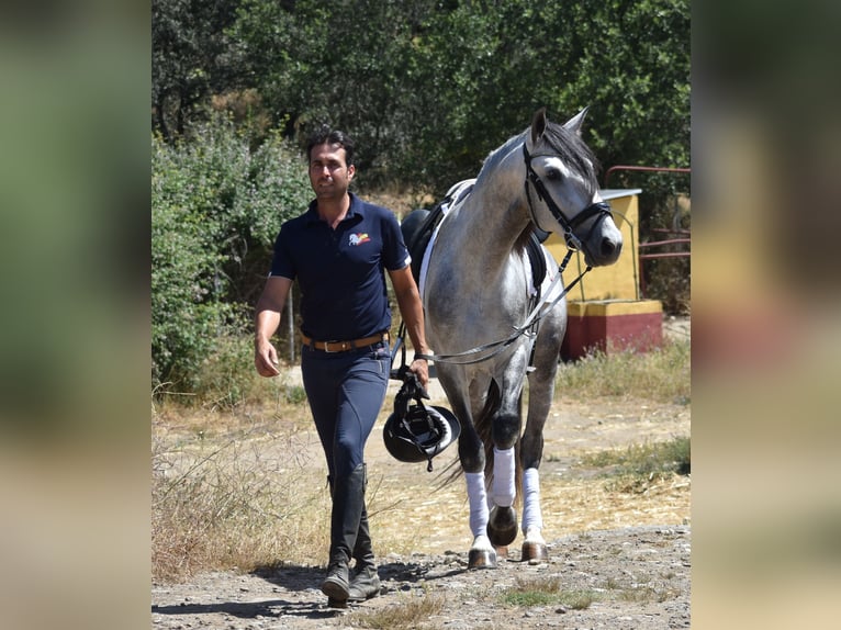 PRE Ogier 4 lat 164 cm Siwa jabłkowita in Sevilla