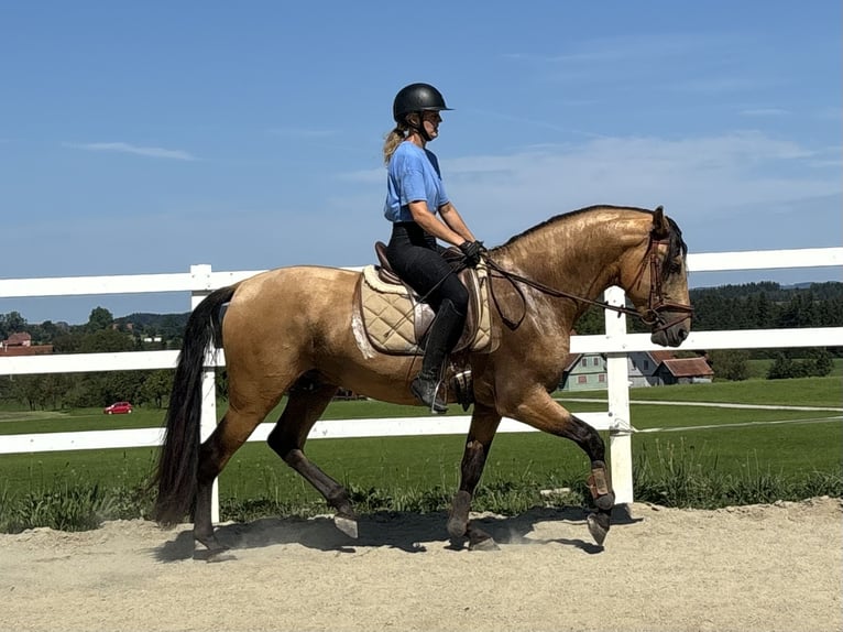 PRE Ogier 4 lat 165 cm Bułana in Sigmarszell