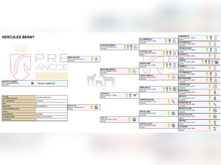 PRE Ogier 4 lat 165 cm Gniada in RANST