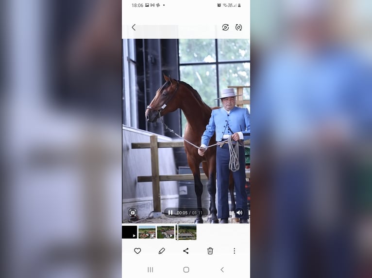 PRE Ogier 4 lat 165 cm Gniada in RANST