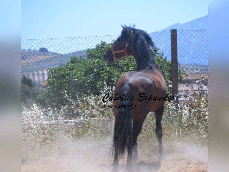 PRE Mix Ogier 4 lat 165 cm Gniada in Vejer de la Frontera
