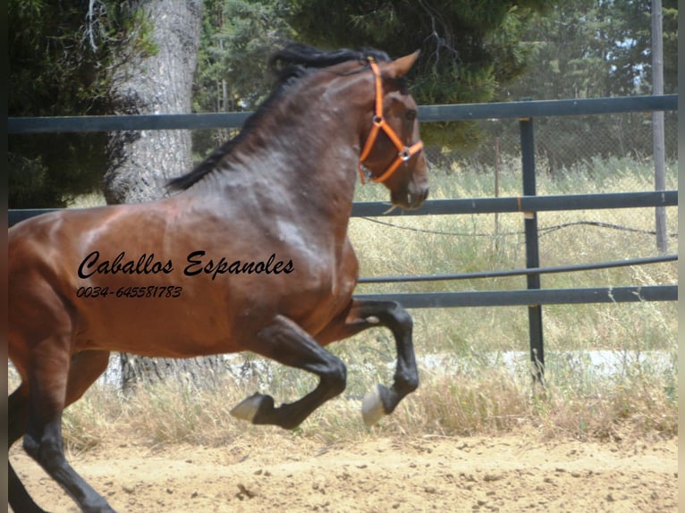 PRE Mix Ogier 4 lat 165 cm Gniada in Vejer de la Frontera
