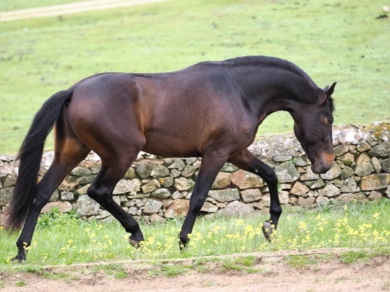 PRE Mix Ogier 4 lat 165 cm Gniada in Navas Del Madroño