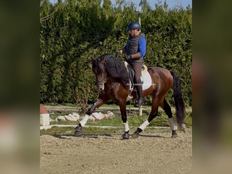 PRE Mix Ogier 4 lat 165 cm Gniada in Sevilla