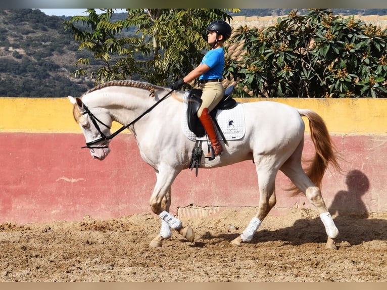 PRE Mix Ogier 4 lat 165 cm Perłowa in Provinz Malaga