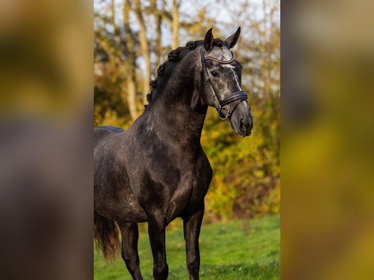 PRE Mix Ogier 4 lat 165 cm Stalowosiwy in Krimpen aan den IJssel