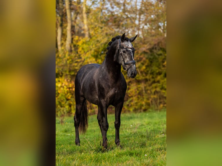 PRE Ogier 4 lat 165 cm Stalowosiwy in Krimpen aan den IJssel