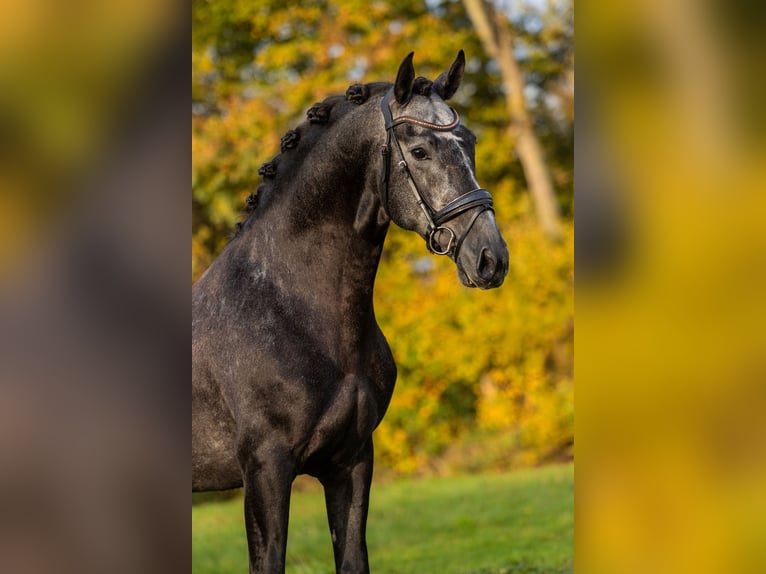 PRE Ogier 4 lat 165 cm Stalowosiwy in Krimpen aan den IJssel