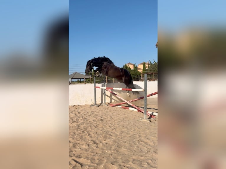 PRE Ogier 4 lat 166 cm Kara in Els Poblets