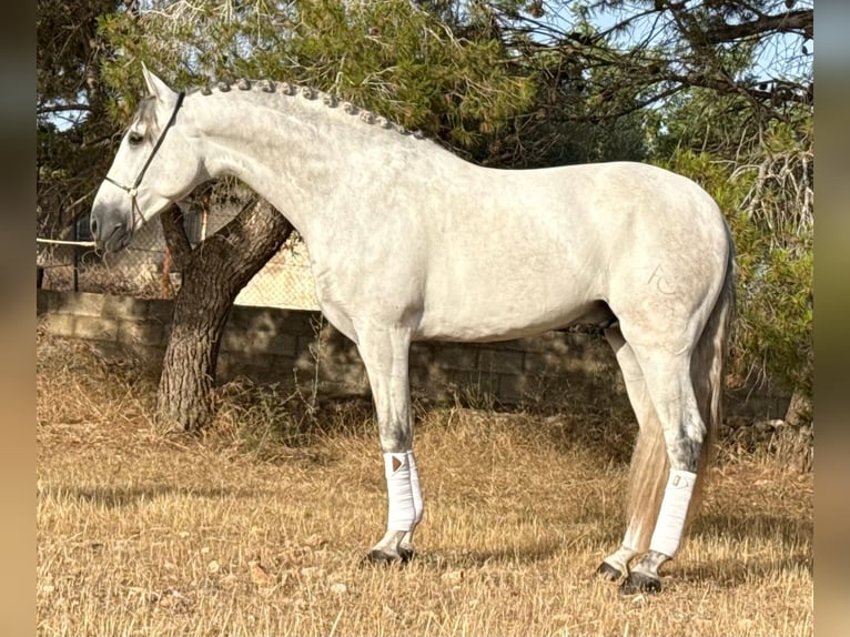 PRE Mix Ogier 4 lat 167 cm Siwa jabłkowita in Schwarme