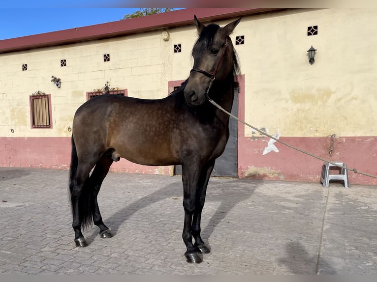 PRE Mix Ogier 4 lat 168 cm Bułana in Granollers