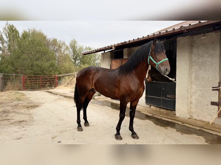 PRE Ogier 4 lat 168 cm Ciemnogniada in Madrid