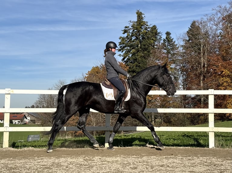 PRE Mix Ogier 4 lat 168 cm Kara in Sigmarszell