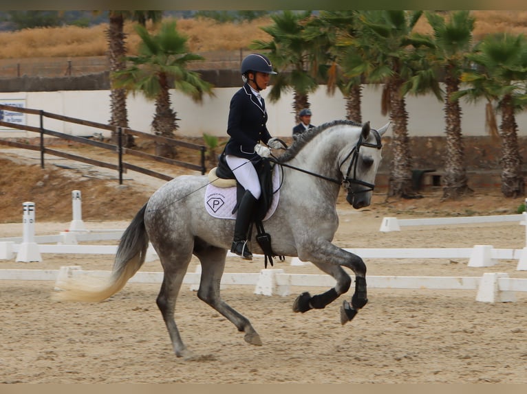PRE Mix Ogier 4 lat 168 cm Siwa jabłkowita in Sagunt/Sagunto