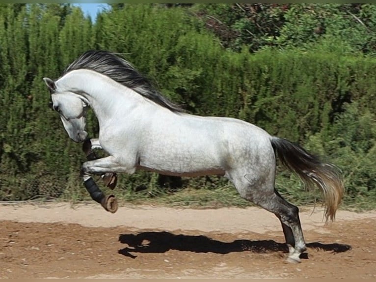 PRE Ogier 4 lat 168 cm Siwa jabłkowita in Sagunt/Sagunto