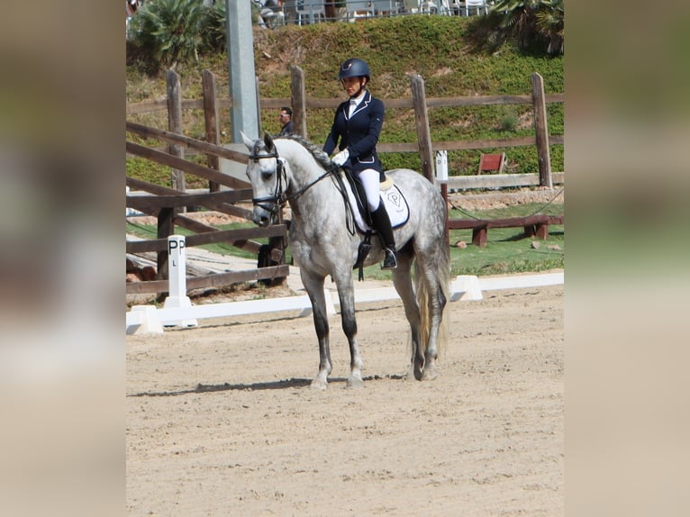 PRE Mix Ogier 4 lat 168 cm Siwa jabłkowita in Sagunt/Sagunto