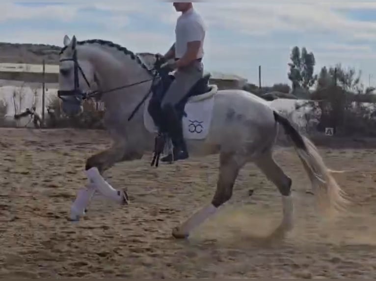 PRE Mix Ogier 4 lat 168 cm Siwa in Santa Perpetua de Mogoda