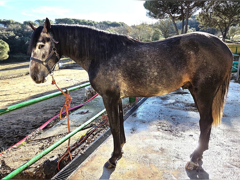 PRE Ogier 4 lat 168 cm Siwa in Girona
