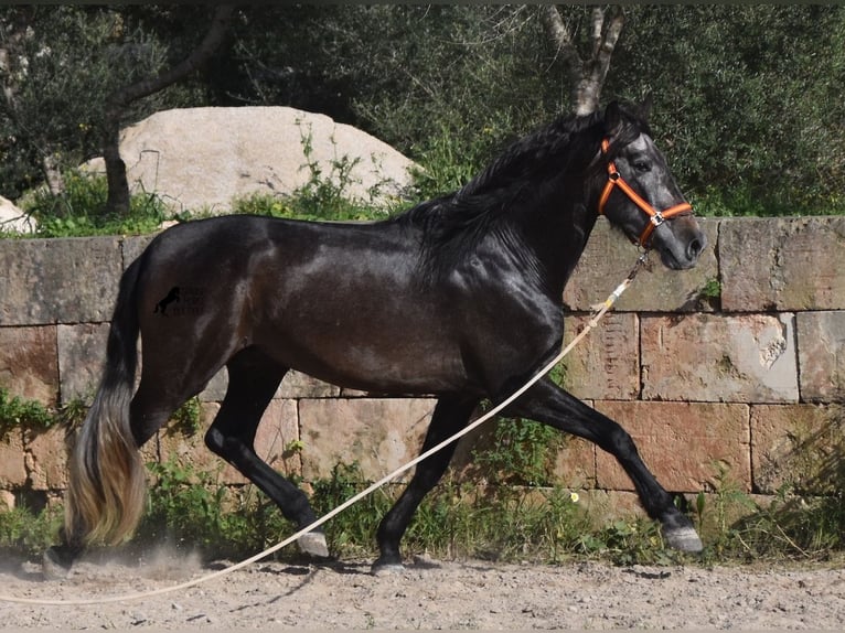 PRE Ogier 4 lat 168 cm Siwa in Mallorca