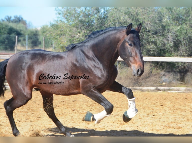 PRE Mix Ogier 4 lat 169 cm Gniada in Vejer de la Frontera