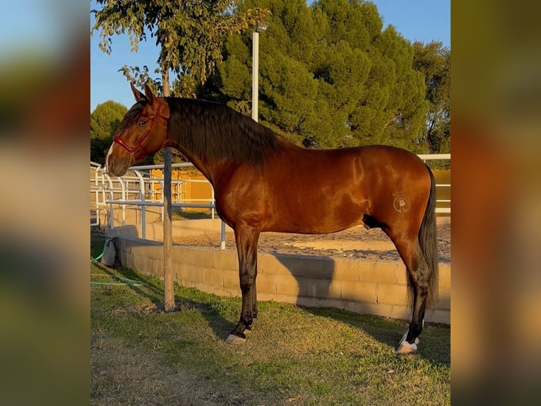 PRE Ogier 4 lat 171 cm Gniada in Villaconejos