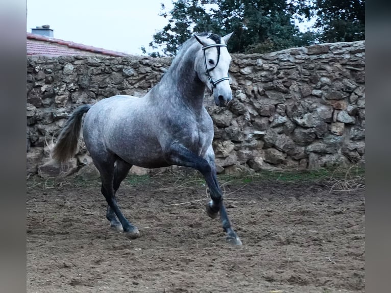 PRE Mix Ogier 4 lat 171 cm Siwa jabłkowita in MADRID , LA CABRERA