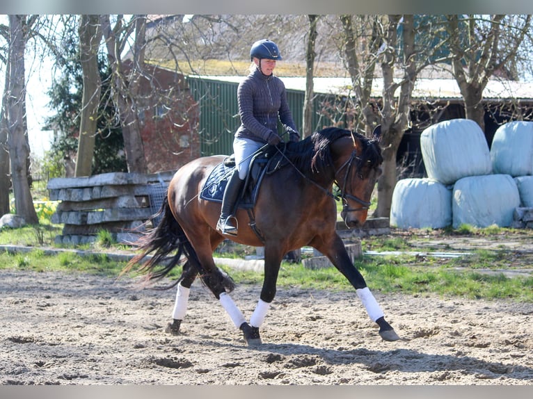 PRE Ogier 4 lat 172 cm Gniada in Wremen
