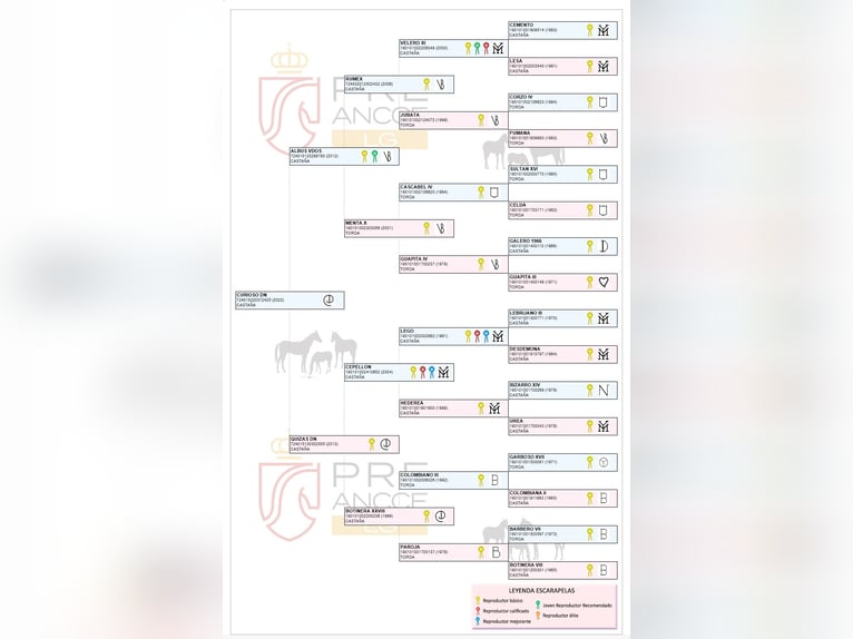 PRE Ogier 4 lat 180 cm Gniada in Arjona