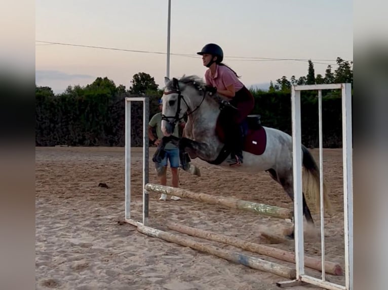 PRE Mix Ogier 5 lat 142 cm Siwa jabłkowita in Martfeld