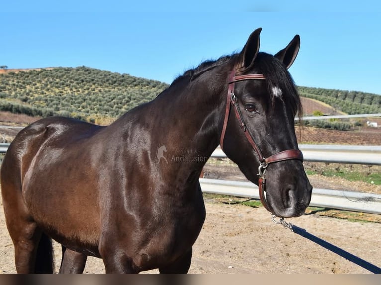 PRE Ogier 5 lat 154 cm Kara in Provinz Cordoba