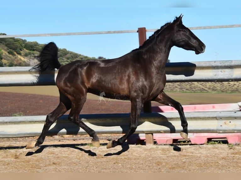 PRE Ogier 5 lat 154 cm Kara in Provinz Cordoba