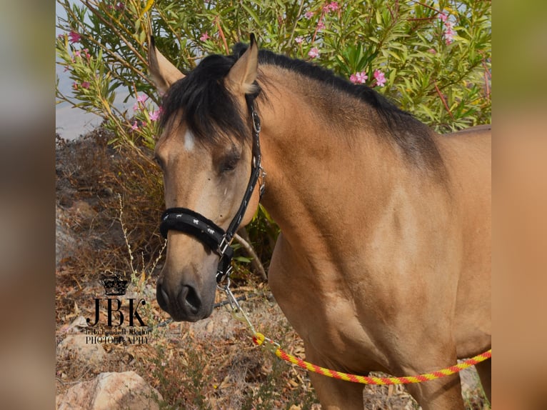 PRE Ogier 5 lat 158 cm Bułana in Tabernas Almeria