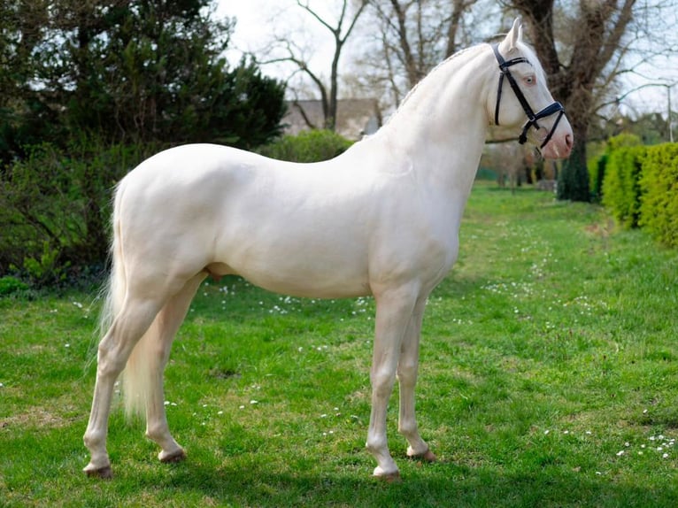 PRE Mix Ogier 5 lat 158 cm Cremello in Navas Del Madroño