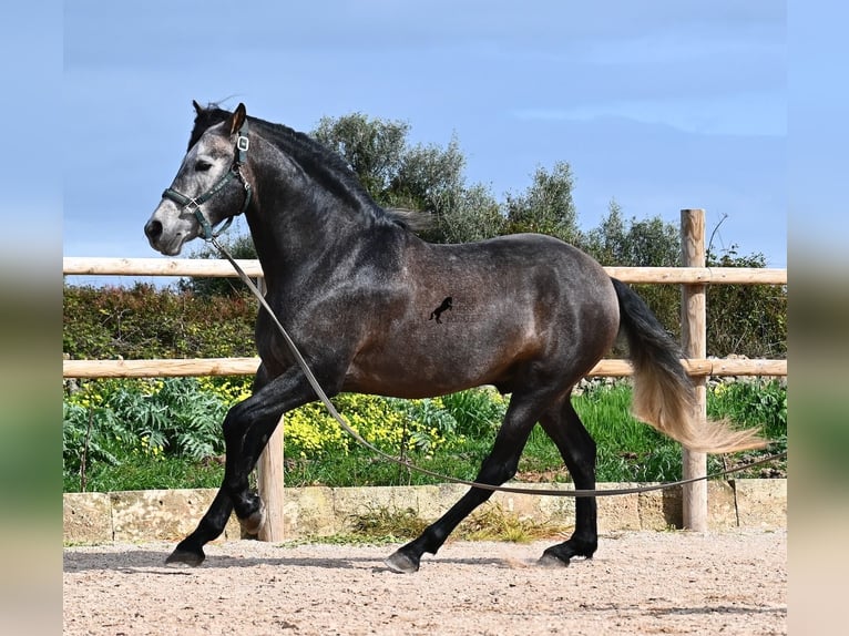 PRE Mix Ogier 5 lat 158 cm Siwa in Menorca