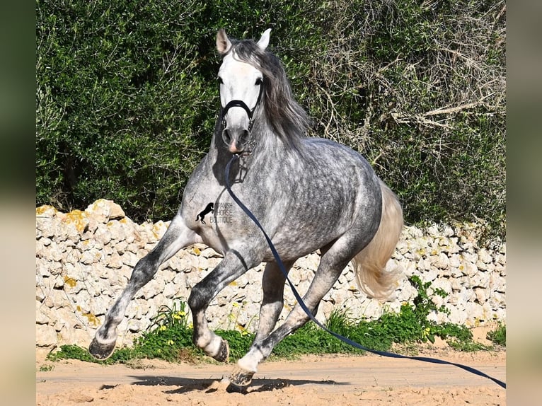 PRE Ogier 5 lat 158 cm Siwa in Menorca