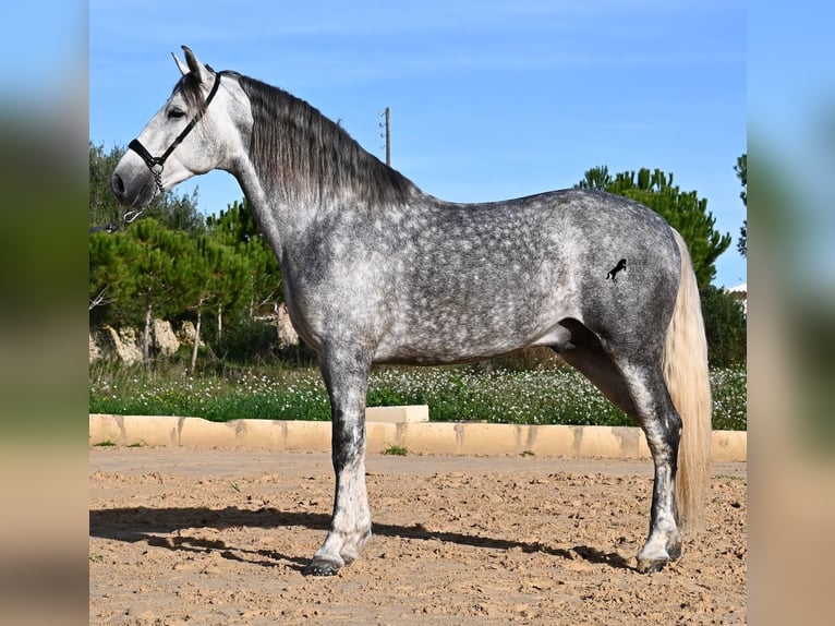 PRE Ogier 5 lat 158 cm Siwa in Menorca