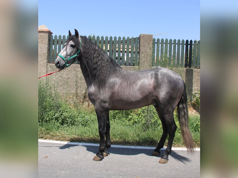 PRE Ogier 5 lat 158 cm Siwa in Vejer de la Frontera