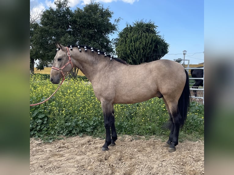 PRE Mix Ogier 5 lat 160 cm Bułana in 11500