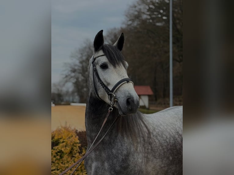 PRE Mix Ogier 5 lat 160 cm Siwa jabłkowita in Neu-Anspach