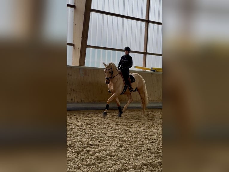 PRE Ogier 5 lat 161 cm Izabelowata in Warendorf