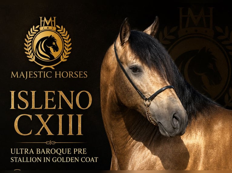 PRE Mix Ogier 5 lat 161 cm Jelenia in Oberhausen