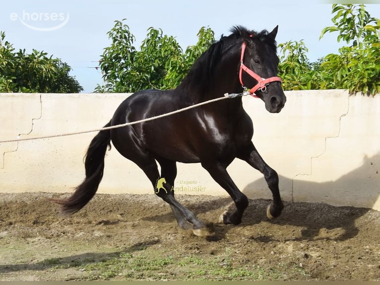PRE Ogier 5 lat 161 cm Kara in Provinz Malaga