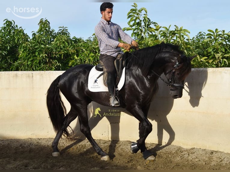 PRE Ogier 5 lat 161 cm Kara in Provinz Malaga