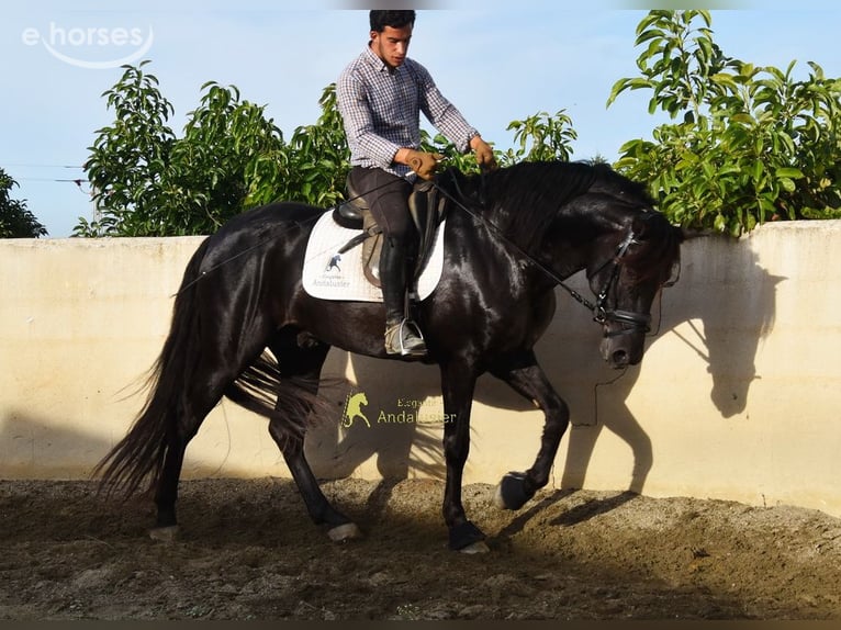 PRE Ogier 5 lat 161 cm Kara in Provinz Malaga