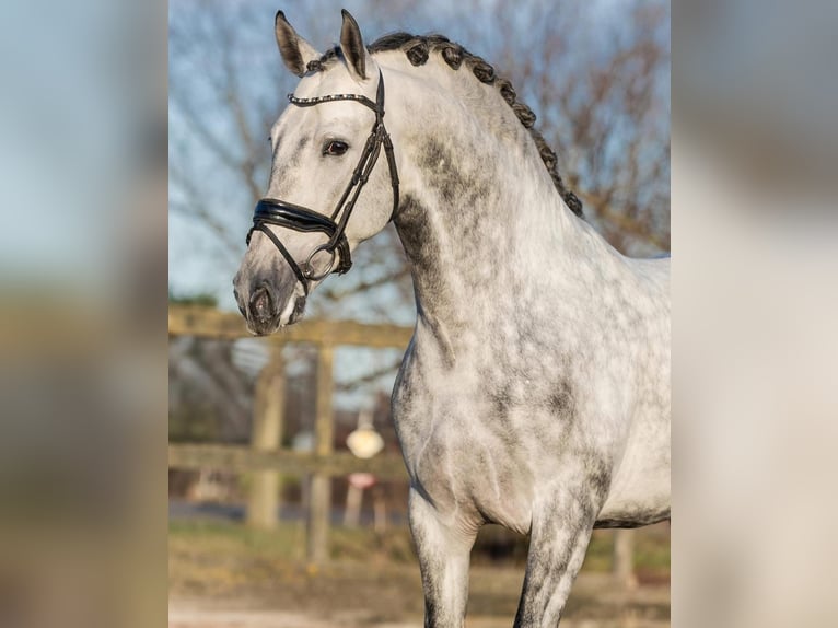 PRE Ogier 5 lat 161 cm Siwa in Poeldijk