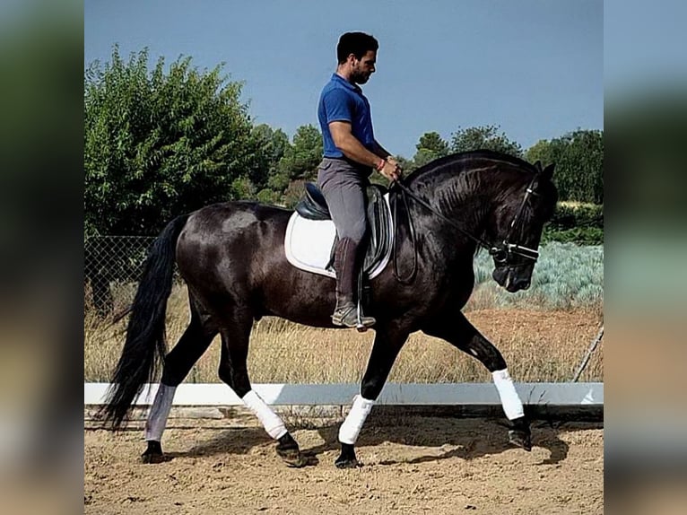 PRE Mix Ogier 5 lat 162 cm Kara in Martfeld