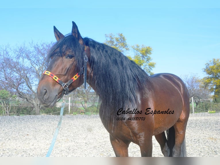 PRE Mix Ogier 5 lat 163 cm Ciemnogniada in Vejer de la Frontera