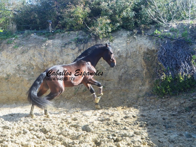 PRE Mix Ogier 5 lat 163 cm Ciemnogniada in Vejer de la Frontera